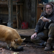The pig and Nicolas Cage
